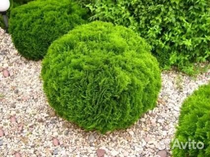 Туя шаровидная