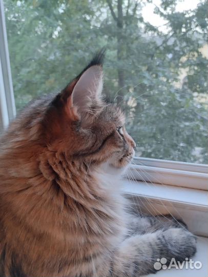 Передержка кошек