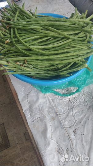 Фасоль стручковая (спаржевая)