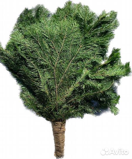 Веники сбор 2023