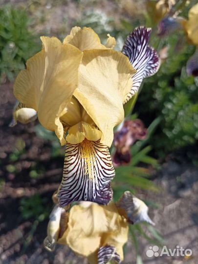 Цветы для сада