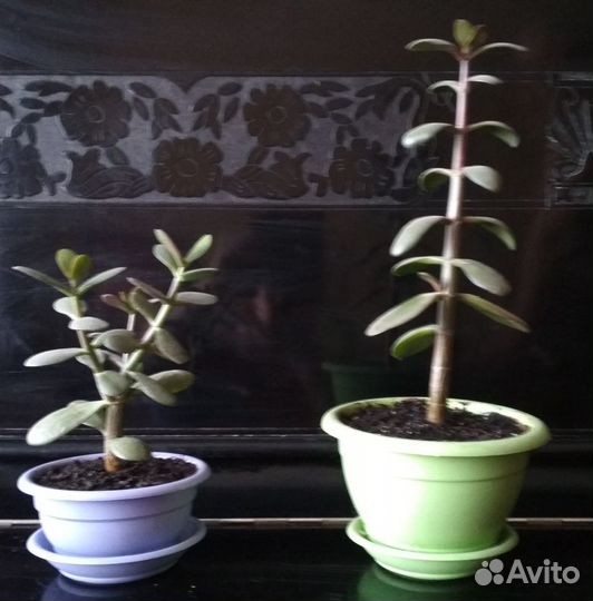 Крассула денежное дерево, алое столетник