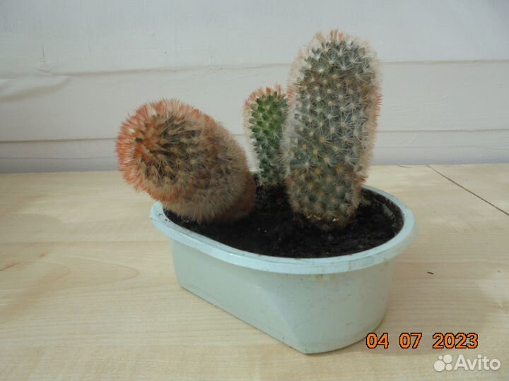 Кактус 3в1 h 11.5, 10,5 и 5см.Доставка бесплатно