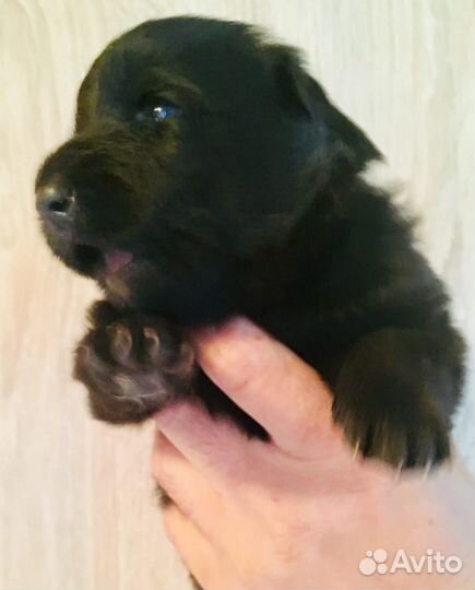 Щенки чёрной немецкой овчарки