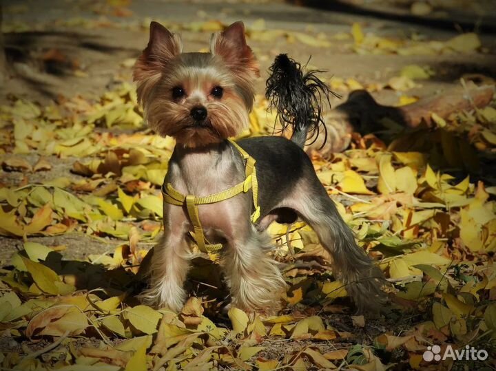 Вязка, йоркширский терьер