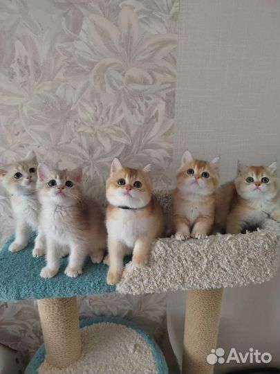 Золотые котята