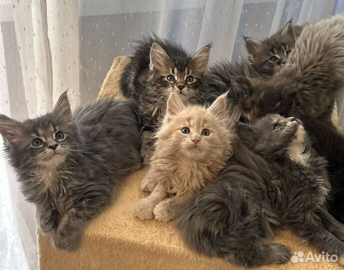 Шикарные Котята Мейн-кун высокопородные