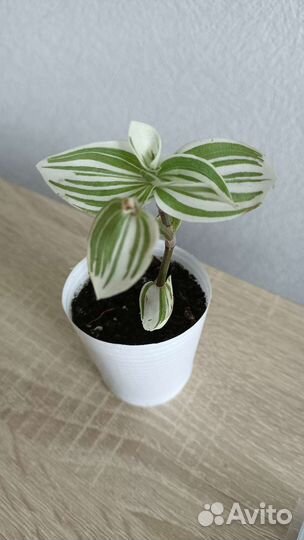 Домашние комнатные цветы