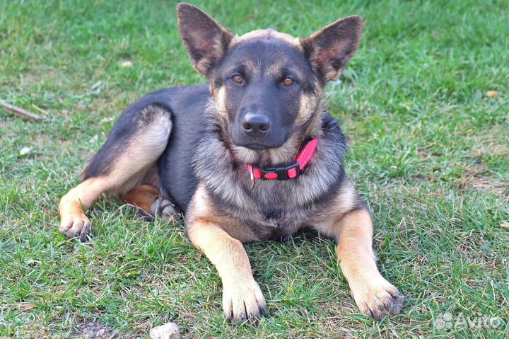 Щенки овчарки в дар 5мес