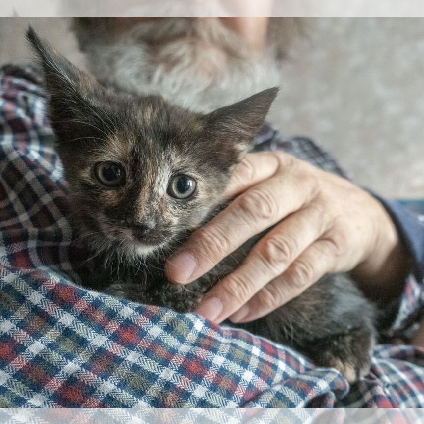 Отдам домашнего котенка 2 мес. в добрые руки