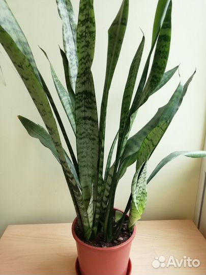 Сансевиерия трехполосная (тещин язык, щучий хвост)