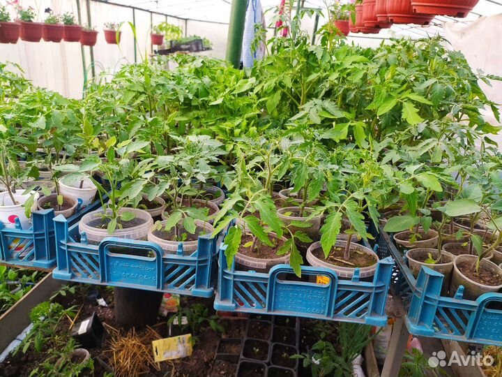 Рассада помидор и перцев