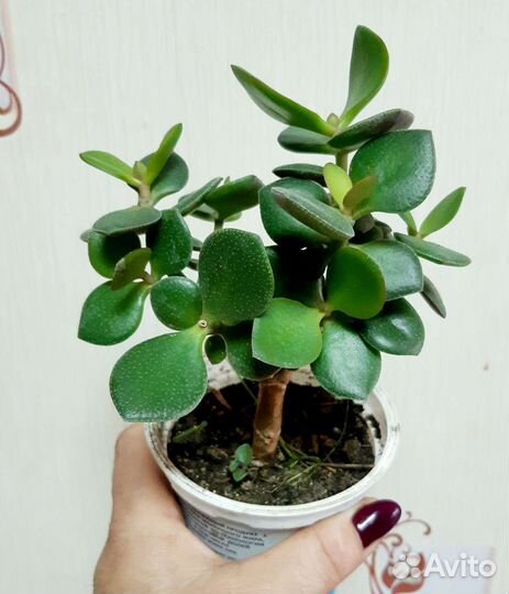 Суккуленты