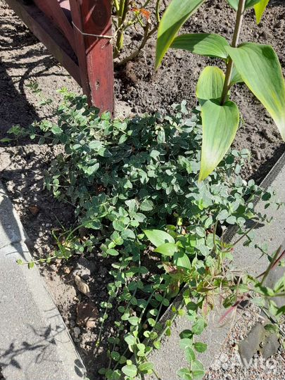 Растения для сада