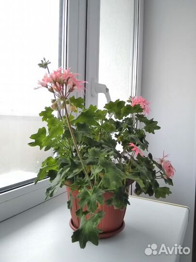 Королевская пеларгония