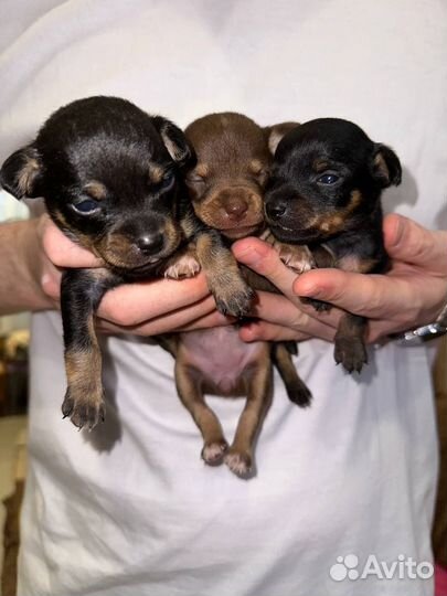 Мини той-терьер