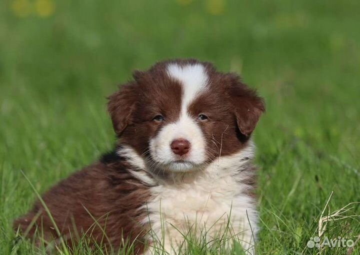 Бордер колли