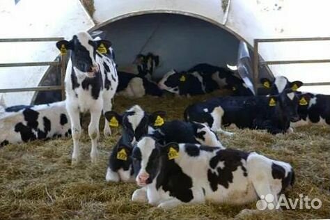 Телята: надёжное качество и доставка