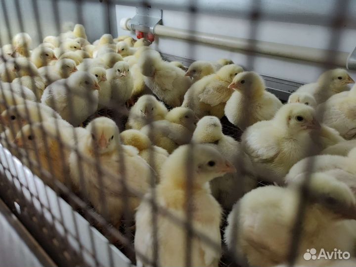 Суточный бройлер