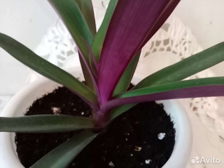 Традесканция Рео