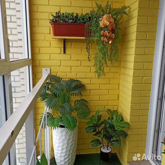 Туя, можжевельник, кипарис, ёлка