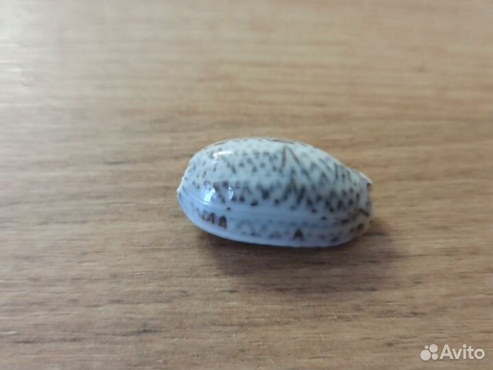 Морская раковина