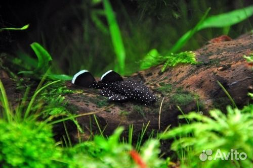 Неоны, апистограмма, барбусы, скалярии, сомики