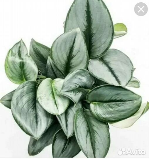 Сциндапсус мунлайт,хеппи лиф,Вайт пантер и д.р