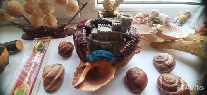 Морские сувениры и ещё кое-что