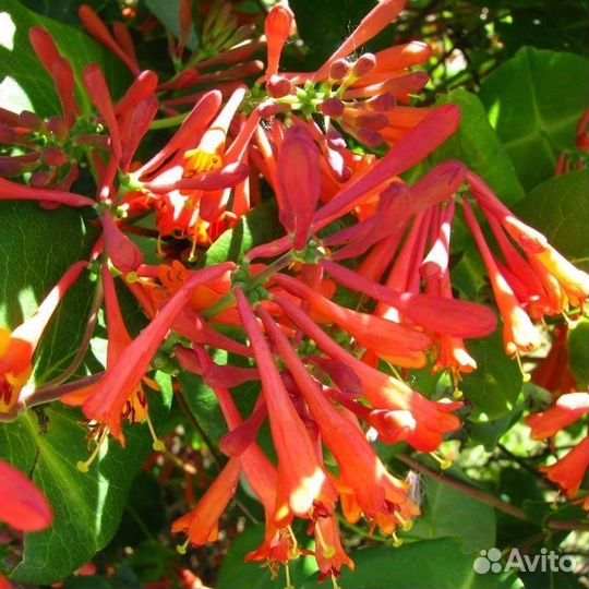 Жимолость/Каприфоль/Голубика