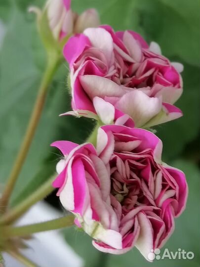 Пеларгония Ю-Грушенька