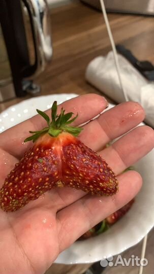 Рассада клубники 