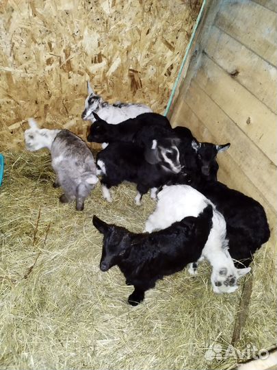 Фермерские продукты