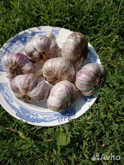 Чеснок и лук домашний