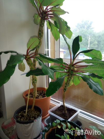 Комнатное растение Молочай