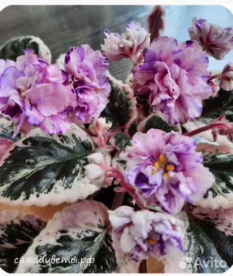 Фиалки взрослые,цветущие