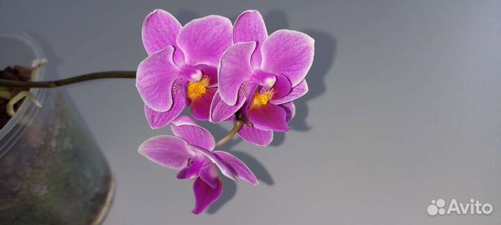 Орхидея фаленопсис мини