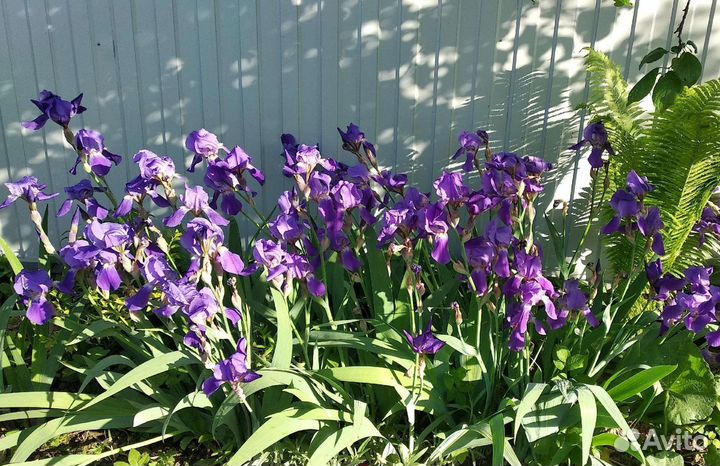 Ирис многолетники