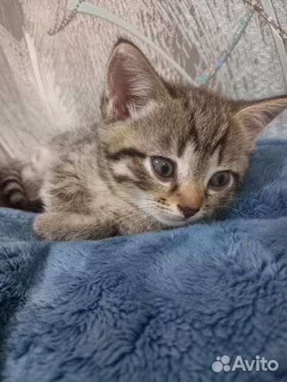 Бесплатно шотландские котята