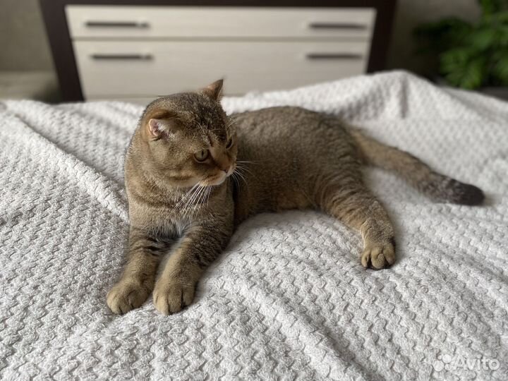 Шотландский вислоухий кот