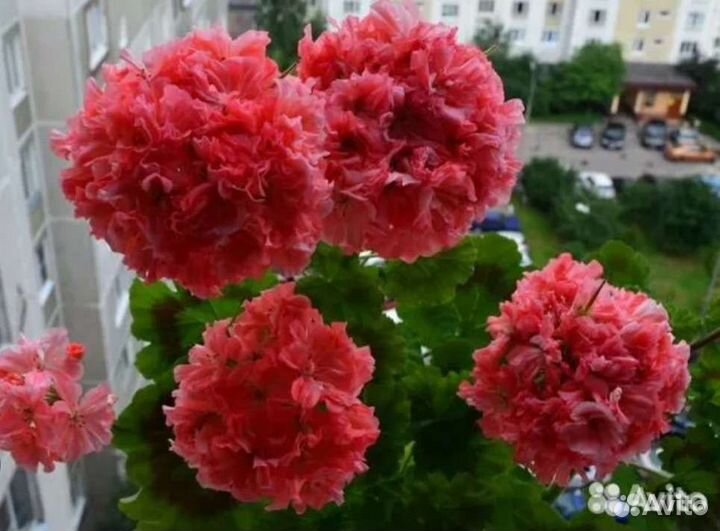 Пеларгония герань сортовая