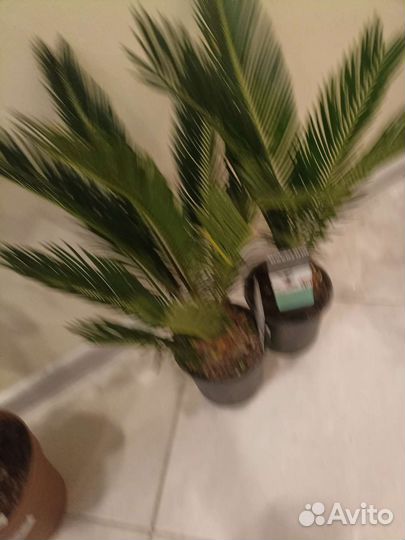 Цикас революта