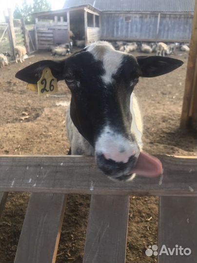 Овцы бараны