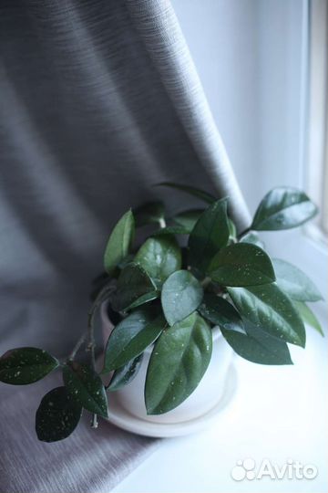 Хойя карноза