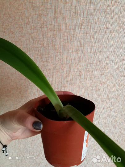 Гиппеаструм