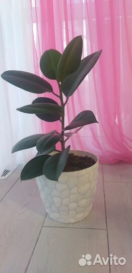 Фикус каучуконосный 50 см