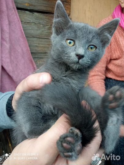 Котенок ищет дом
