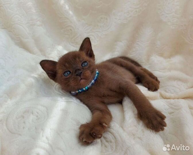 Котята бурмы