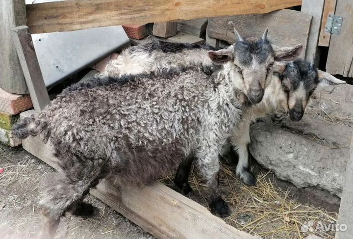 Продам козочек