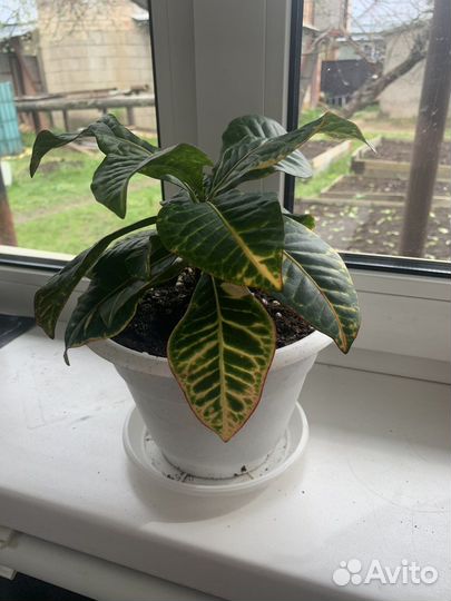 Комнатные растения